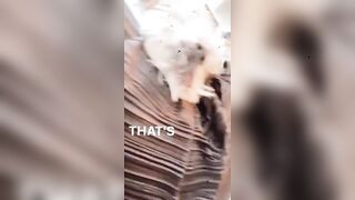 Onlyfans Lindseypelas xxx show leaks part 5